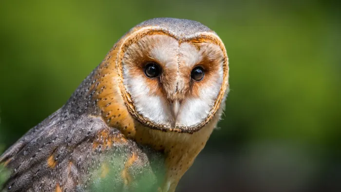 File:Tyto furcata.jpg