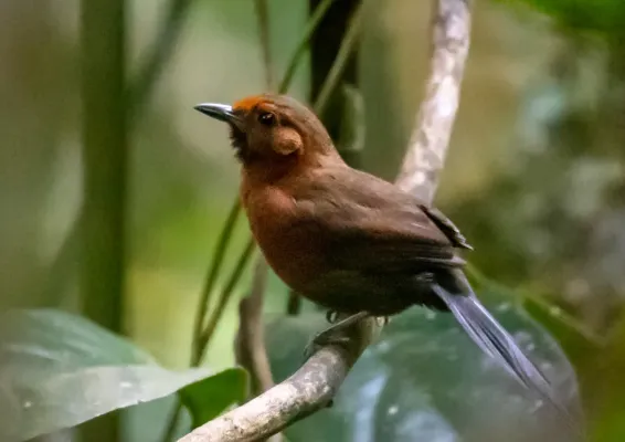 File:Synallaxis rutilans - Ruddy spinetail, Pte. Figueiredo, Amazonas, Brazil.jpg