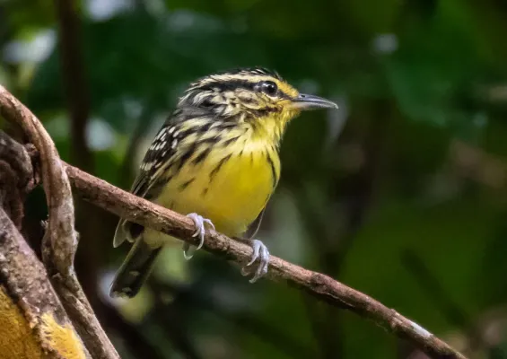 File:Hypocnemis hypoxantha - Yellow-browed antbird, Manacapuru, Amazonas, Brazil.jpg