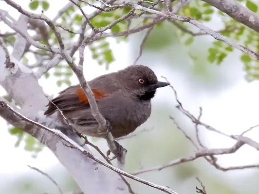 File:Synallaxis hellmayri - Red-shouldered Spinetail, Canudos, Bahia, Brazil.jpg