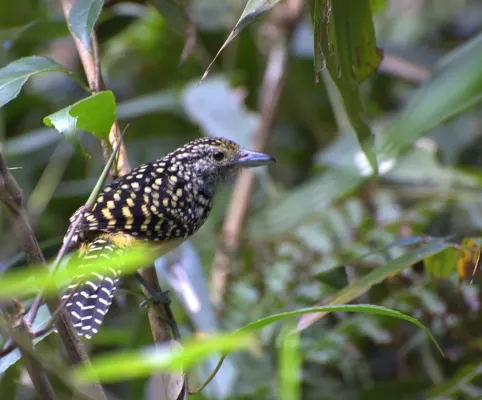 File:Hypoedaleus guttatus.jpg