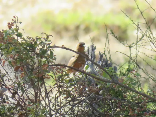 File:Climacteris rufus (26151731478).jpg