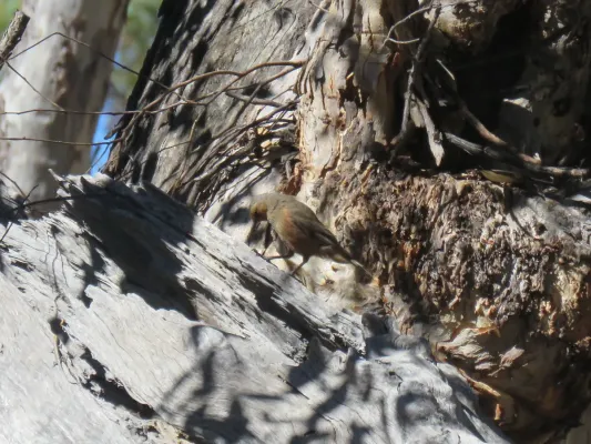 File:Climacteris rufus (26151729528).jpg