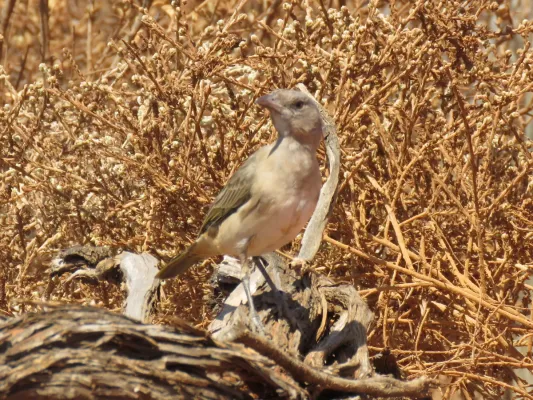 File:Oreoica gutturalis (39989764741).jpg