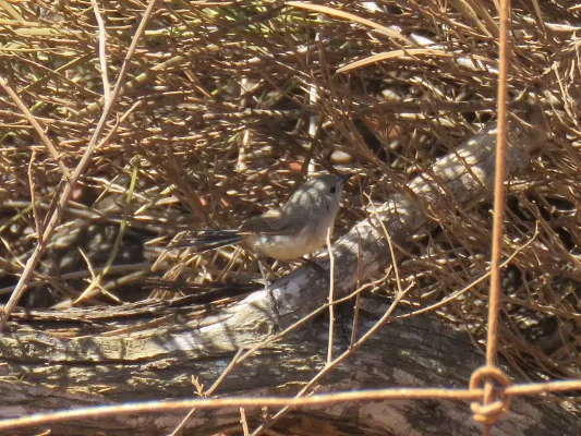 File:Malurus lamberti (26117450608).jpg