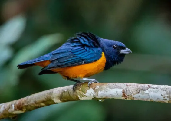 File:Euphonia rufiventris - Rufous-bellied euphonia (adult male), Manacapuru, Amazonas, Brazil.jpg