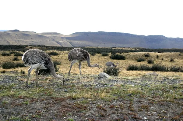 File:Rhea pennata -Patagonia -Chile-8.jpg