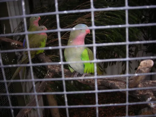 File:Polytelis alexandrae -captive -Australia-4a.jpg