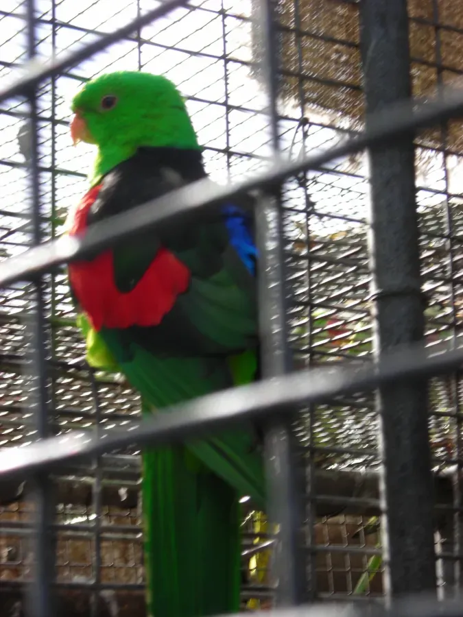 File:Aprosmictus erythropterus (male) -captive -Australia-6a.jpg
