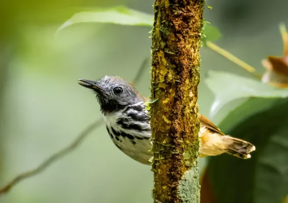 File:Hylophylax naevius - Spot-backed Antbird, Manacapuru, Amazonas, Brazil.jpg