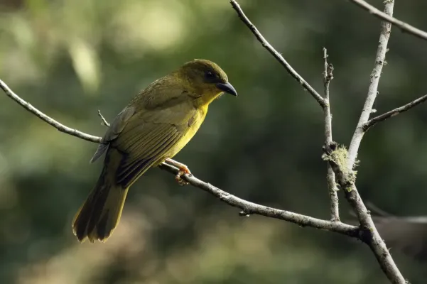 File:Orthogonys chloricterus Intervales.jpg