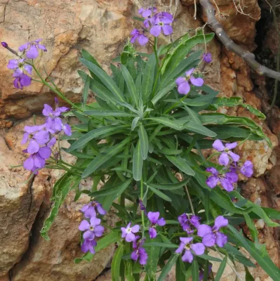 File:Matthiola incana RF.jpg