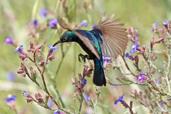 File:Palestine sunbird (Cinnyris osea osea) male in flight.jpg
