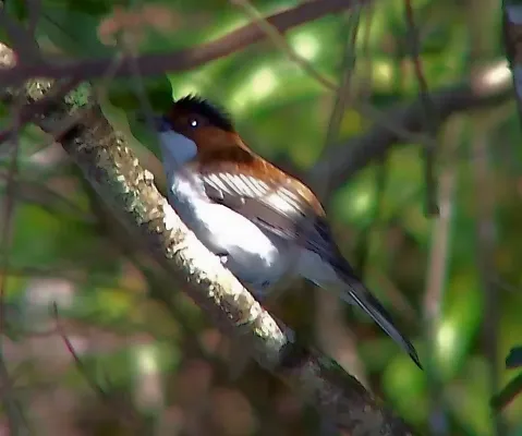 File:Hemixos castanonotus, Hong Kong 66442298.jpg