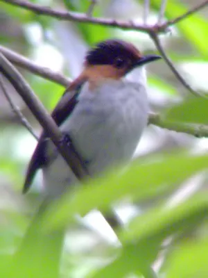 File:Hemixos castanonotus, Hong Kong 3237707440.jpg
