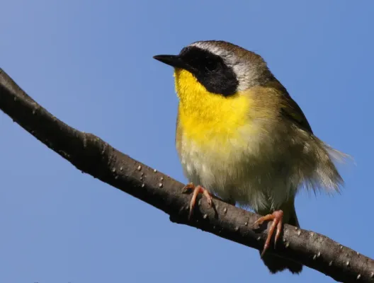 File:Geothlypis trichas MN.jpg