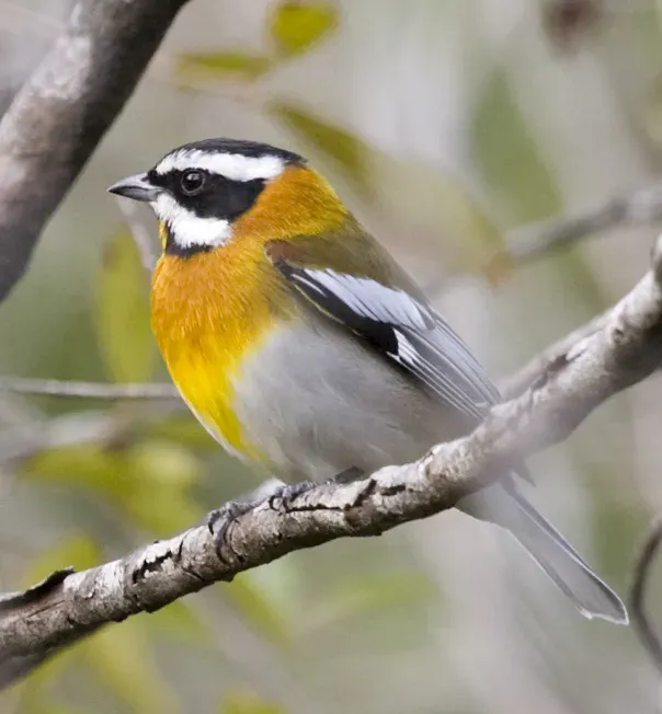 File:Spindalis zena pretrei, Ciego de Avila Province, Cuba 1 (cropped).jpg