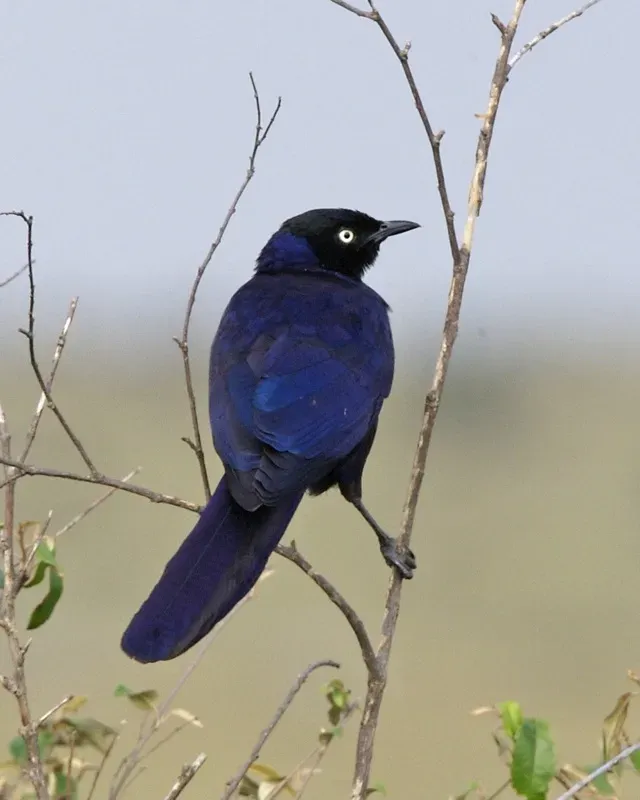 File:Rueppell's Glossy Starling (Lamprotornis purpuroptera).jpg