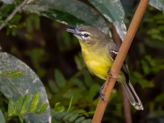 File:Inezia subflava - Amazonian inezia, Anavilhanas National Park, Novo Airão, Amazonas, Brazil.jpg