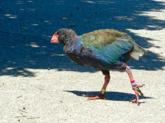 File:Porphyrio hochstetteri -Tiritiri Matangi Island-8.jpg