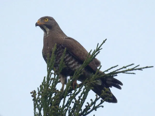 File:Butastur indicus.jpg