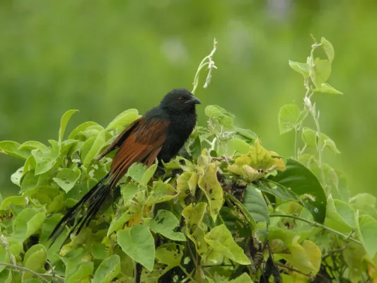 File:Malagasy Coucal (Centropus toulou), Ankarafantsika, Madagascar (4315997068).jpg