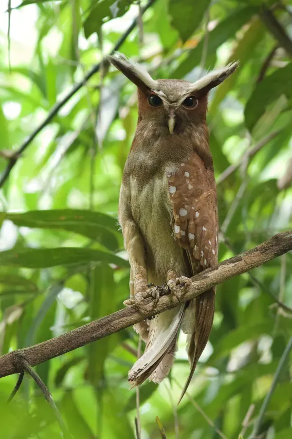 File:Coruja-de-crista (Lophostrix cristata).jpg
