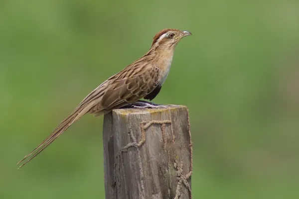 File:Saci (Tapera naevia).jpg