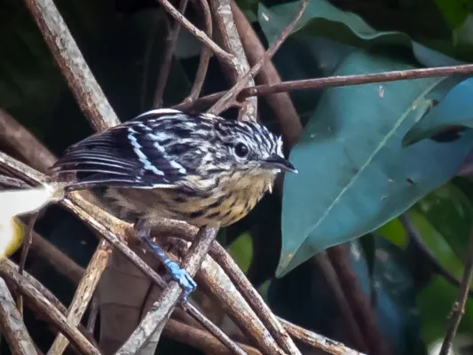 File:Myrmotherula klagesi - Klages's antwren (female), Anavilhanas, Novo Airão, Amazonas, Brazil 01.jpg