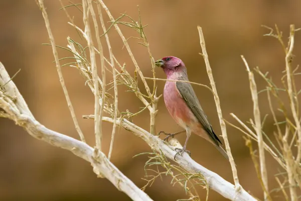 File:Carpodacus synoicus, Wadi Rum, Jordan 1.jpg