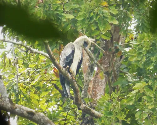 File:Harpia harpyja - Harpy Eagle. - Flickr - gailhampshire.jpg