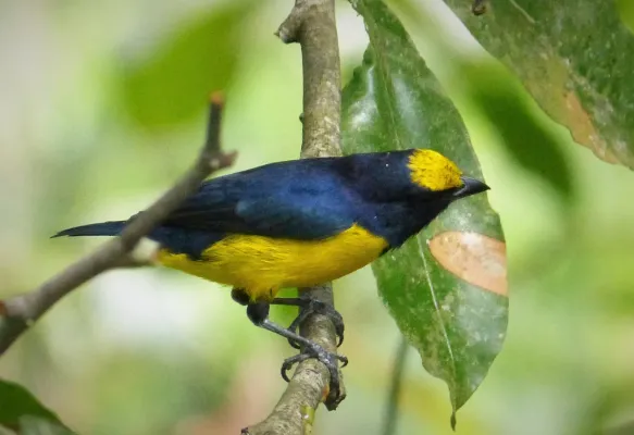 File:Spot-crowned Euphonia Euphonia imitans , male - Flickr - gailhampshire.jpg