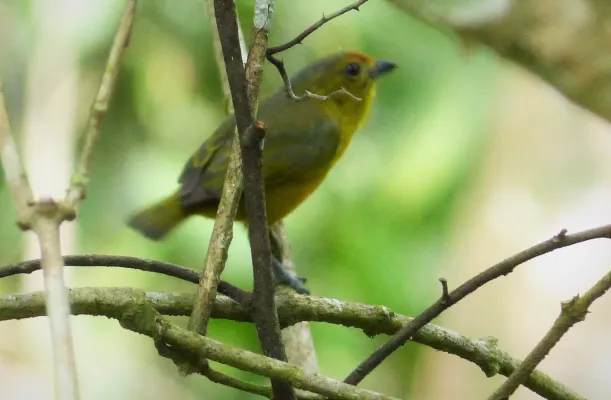 File:Spot-crowned Euphonia Euphonia imitans , female - Flickr - gailhampshire.jpg