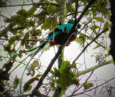 File:Resplendent Quetzal (Pharomachrus mocinno) - Flickr - gailhampshire (1).jpg