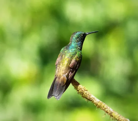 File:Garden Emerald. Chlorostilbon assimilis - Flickr - gailhampshire.jpg