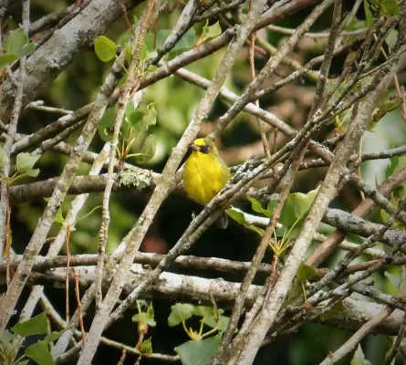 File:Spot-crowned Euphonia- Euphonia imitans female - Flickr - gailhampshire.jpg