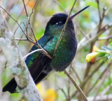 File:Violet-capped Hummingbird Goldmania violiceps - Flickr - gailhampshire.jpg