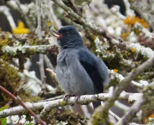 File:Slaty Flowerpiercer Diglossa plumbea male - Flickr - gailhampshire.jpg