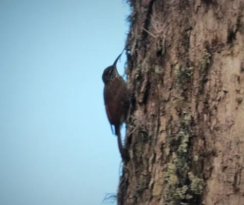 File:Spot-crowned Woodcreeper Lepidocolaptes affinis - Flickr - gailhampshire.jpg