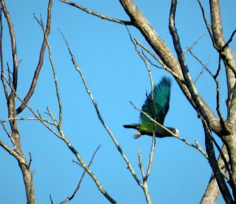 File:White-crowned Parrot Pionus senilis - Flickr - gailhampshire.jpg