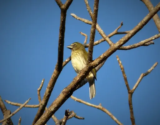File:Streaked Saltator. Saltator albicollis - Flickr - gailhampshire.jpg