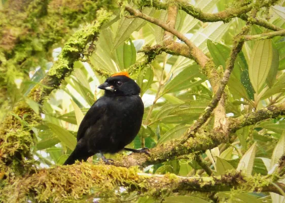 File:Tawny-crested Tanager Tachyphonus delatrii male - Flickr - gailhampshire.jpg