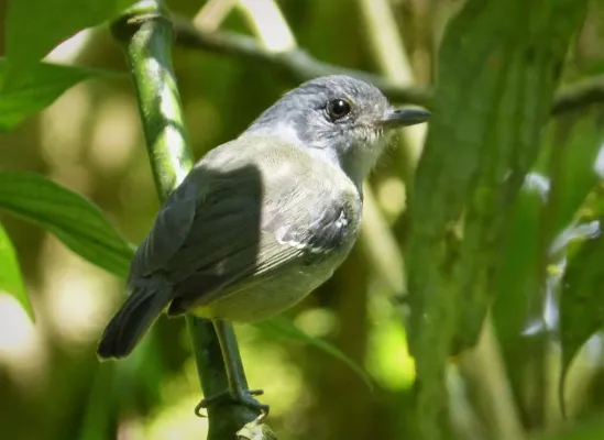 File:Paltry Tyrannulet, Zimmerius vilissimus - Flickr - gailhampshire.jpg