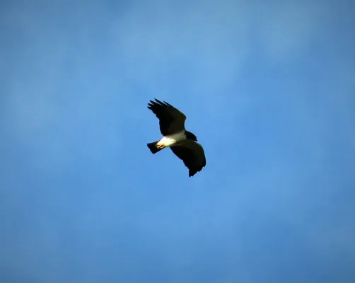 File:Short-tailed Hawk. Buteo brachyurus - Flickr - gailhampshire.jpg