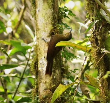 File:Spotted Woodcreeper Xiphorhynchus erythropygius - Flickr - gailhampshire.jpg