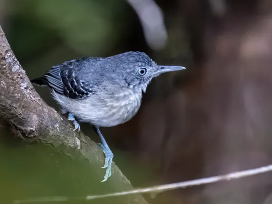 File:Hypocnemoides melanopogon - Black-chinned Antbird (female), Anavilhanas islands, Novo Airão, Amanazonas, Brazil.jpg