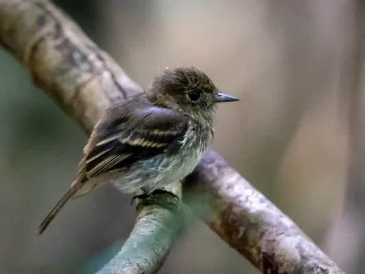 File:Knipolegus poecilocercus - Amazonian Black-Tyrant (female), Anavilhanas islands, Novo Airão, Amazonas, Brazil.jpg