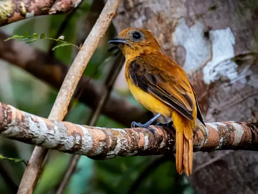 File:Schiffornis major - Greater schiffornis; Anavilhanas islands, Novo Airão, Amazonas, Brazil.jpg