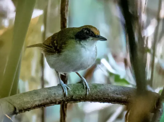 File:Myrmoborus lugubris stictopterus - Ash-breasted Antbird (female); Anavilhanas islands, Novo Airão; Amazonas, Brazil.jpg