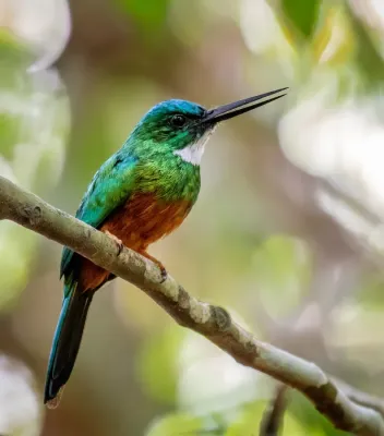 File:Galbula galbula - Green-tailed Jacamar (male); Anavilhanas islands, Novo Airão, Amazonas, Brazil.jpg